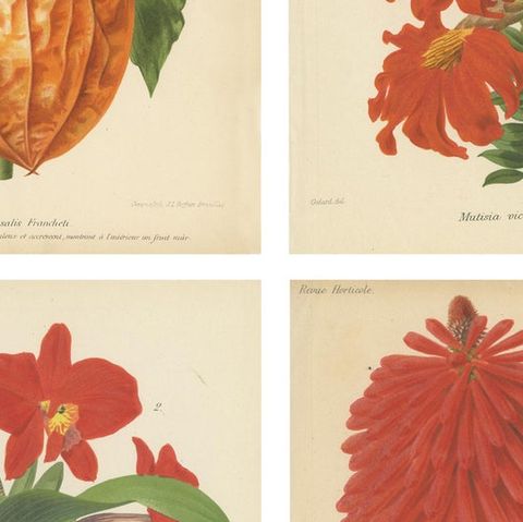 Original Vintage Botanical Illustrations from Revue Horticole, circa 1855, close-up 2