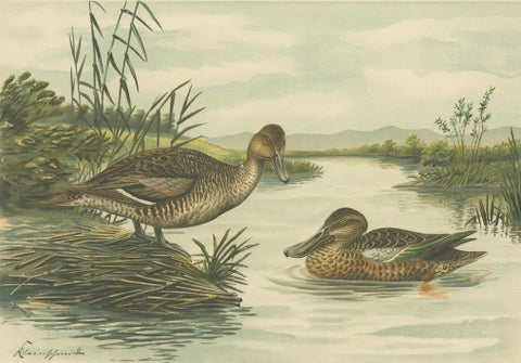 Northern Shoveler Ducks by Reinhold Schmidt, Antique Bird Print c.1895, close-up 2