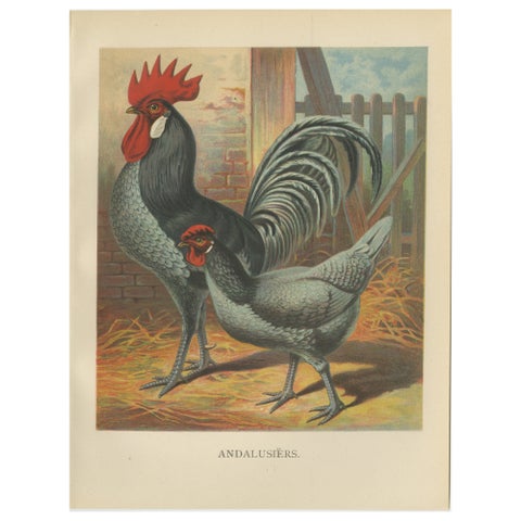 The Elegant Andalusian Chicken - A Rare 19th Century Poultry Lithograph