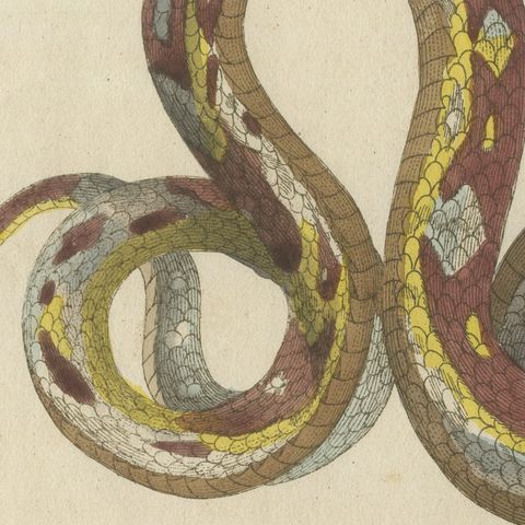 Two Patterned Snakes in Coils, Antique Bertuch Print, Vienna, circa 1805, close-up 5