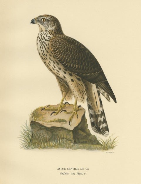 Antique Bird Print of the Goshawk by Von Wright, 1929, view 4