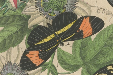 1867 Hand-Colored Lithograph of South American Butterflies and Passionflower, close-up 3
