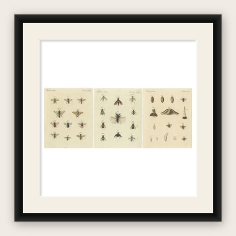 Set of 3 Antique Prints of various Insects including Wasps and Flies, shown framed