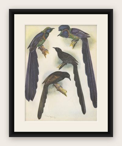 Antique Print of the Long-Tailed Bird of Paradise & the Rothschild's Longtail, shown framed