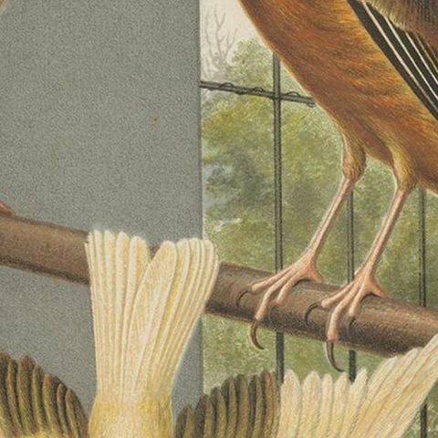 Antique Bird Print of the Linnet & Canary Mules 'circa 1880', close-up 2