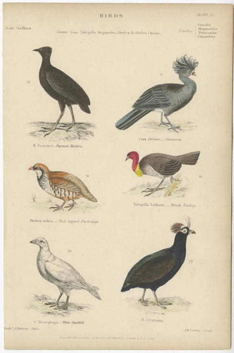 Bird Prints of Mankirio, the Curassow, a Partridge, a Turkey & Sheathbill, c1860, view 2