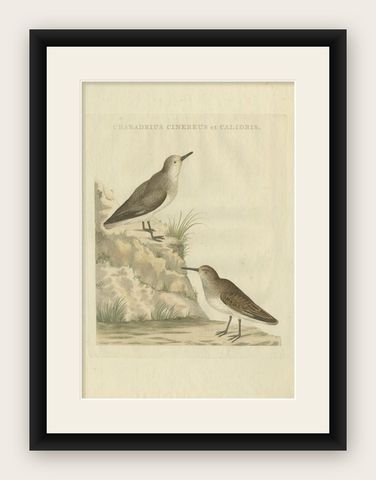 Antique Bird Print of a Sanderling by Sepp & Nozeman, 1797, shown framed