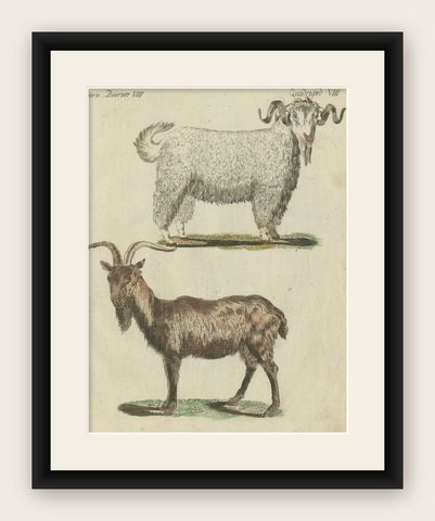 Hand Colored Antique Print of a Goat and Angora Goat, shown framed