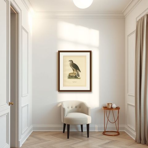 Antique Bird Print of the Goshawk by Von Wright, 1929, shown framed in a room