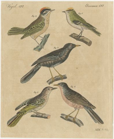 Goldcrest and Firecrest with Songbirds, Antique Bertuch Print, circa 1820