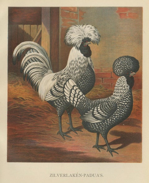 The Regal Silver Polish Chicken - A Rare 19th Century Poultry Lithograph, close-up 3