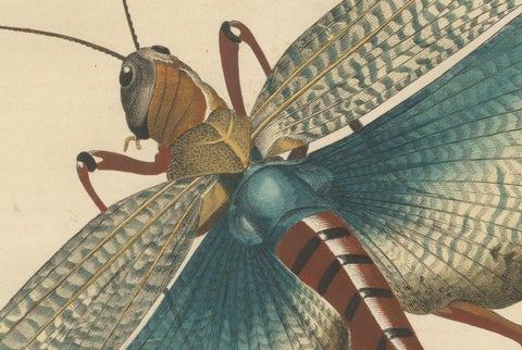 1848 Hand-Coloured Lithograph of the Large Indian Grasshopper, close-up 1