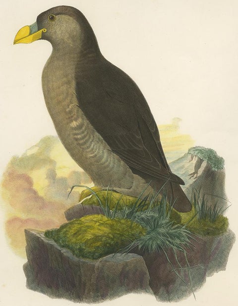 Antique Bird Print of a Latham's Guillemot Made after J. Wolf, 1868, view 2