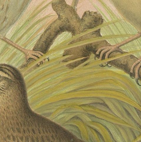 Antique Bird Print of the Tree Pipit, Skylark and Woodlark 'circa 1880', close-up 2