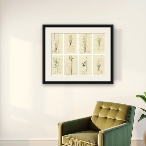 Set of 8 Antique Botanical Engravings of Spike-Rush and Bulrush Species, c.1830, shown framed on a wall