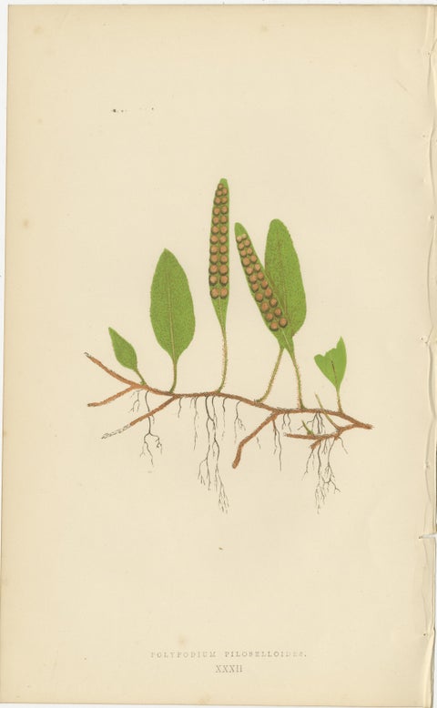 Antique Victorian Fern Botanical Prints Set, Polypodium Studies Wall Art 1856, view 7