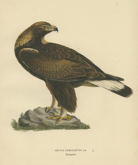 Majestic Gaze: The Golden Eagle (Aquila chrysaetos), 1929, close-up 1