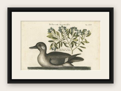 Engraving of the Small Brown and White Duck with Botanical Detail, circa 1770, shown framed