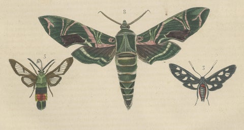 19th Century Lepidoptera: An Illustrated Compendium of Moths and Butterflies, close-up 2