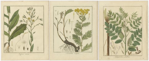Wild Lettuce, Tansy, and Licorice: Botanical Illustrations from 1819, view 5