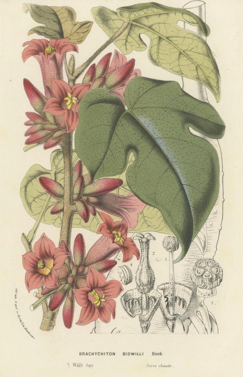 Botanical Illustration of Little Kurrajong: Brachychiton Bidwillii, c.1855, close-up 4