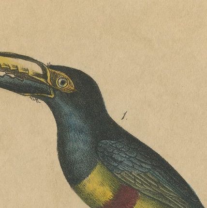 Antique Bird Print of an Aracari Toucan and an Australian Magpie Bird, ca.1830, close-up 1