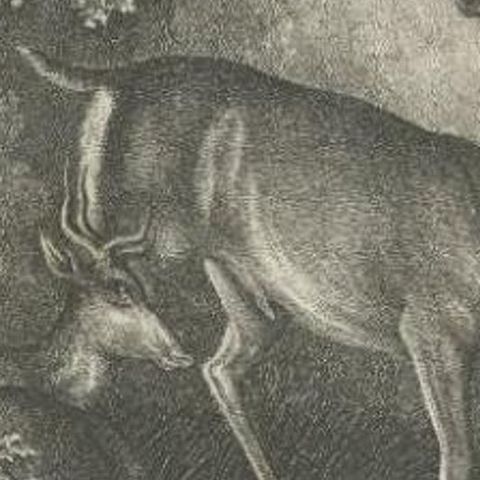 Antique Print of a Male Deer, 1812, close-up 2