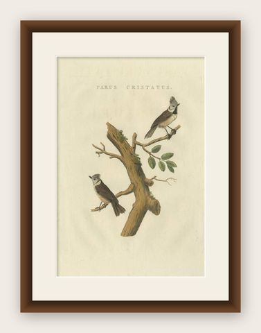 Antique Bird Print of the European Crested Tit by Sepp & Nozeman, 1829, shown framed