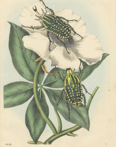 1858 Hand-Colored Lithograph of Flower Beetles on a Blossom, close-up 4