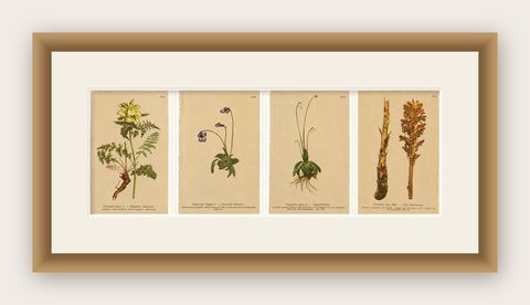 Antique Alpine Botanical Chromolithographs, Set of 4 Small Prints, Germany 1897, shown framed