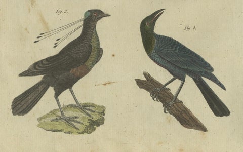 Exotic Birds: Hornbill, Lyrebird, and Glossy Starling Engraved by Bertuch, 1805, close-up 2