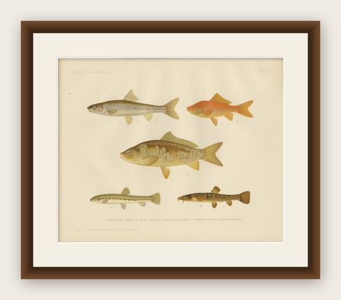 Carp, Goldfish, and Loaches - Vibrant Freshwater Fish of Scandinavia, 1895, shown framed