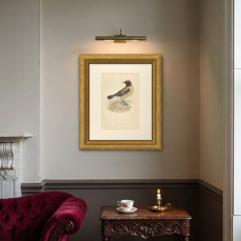 Desert Wheatear Looking Back on Sand, Hand Colored Bird Print, 1896, shown framed on a wall