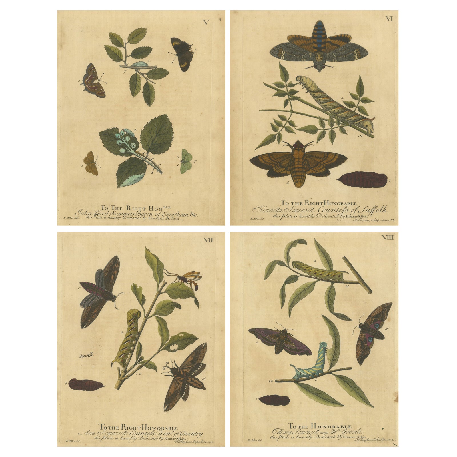 Early English Moths, Death’s-Head Hawk, Elephant Hawk, Albin 1720