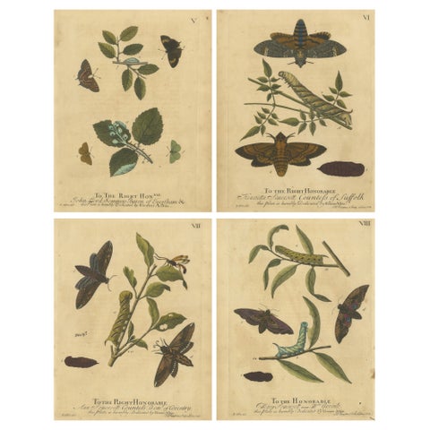 Early English Moths, Death’s-Head Hawk, Elephant Hawk, Albin 1720