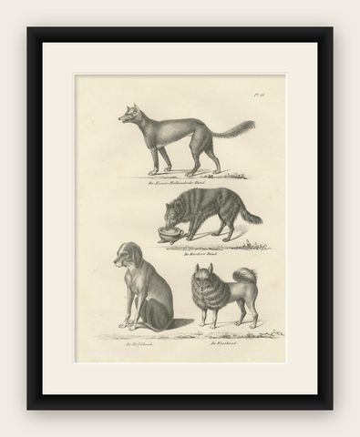 19th-Century Lithograph of Wild and Domestic Dogs, Including the Dingo and Spitz, shown framed