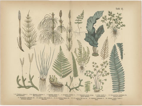 Antique Botanical Atlas Plates, Hand-Colored Wood Engravings, 1885, view 3