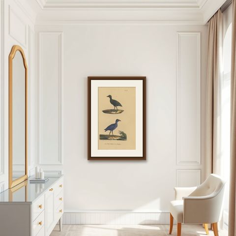 Pl. 155 Antique Bird Print of a Purple Gallinule & Coot by Lejeune 'c.1830', shown framed in a room