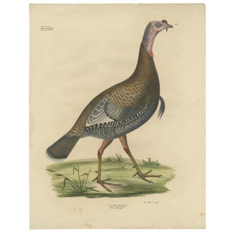 Gatt Meleagris Antique Lithograph Print of Wild Turkey, Circa 1824