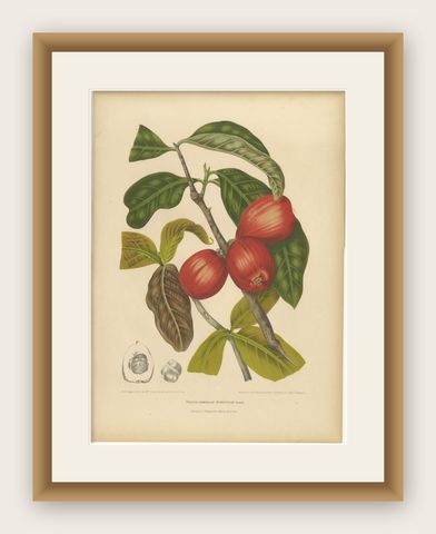 Antique Wax Apple Fruit Botanical Chromolithograph by Hoola van Nooten, c. 1880, shown framed