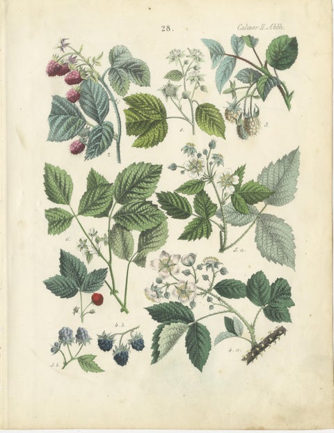 Antique Berry Botanical Chromolithographs, Currants & Wild Berries, Calwer 1854, view 5