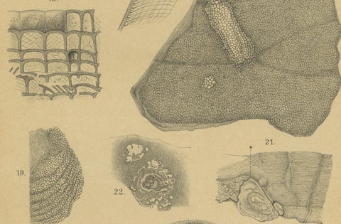 Antique Print of Caribbean Coral & Fossils - Geological Lithograph Pair, 1888, close-up 4