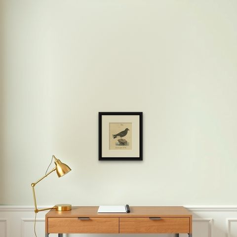 Franz Sturm's Illustration: a European Storm Petrel (Procellaria pelagica), 1830, shown framed on a wall