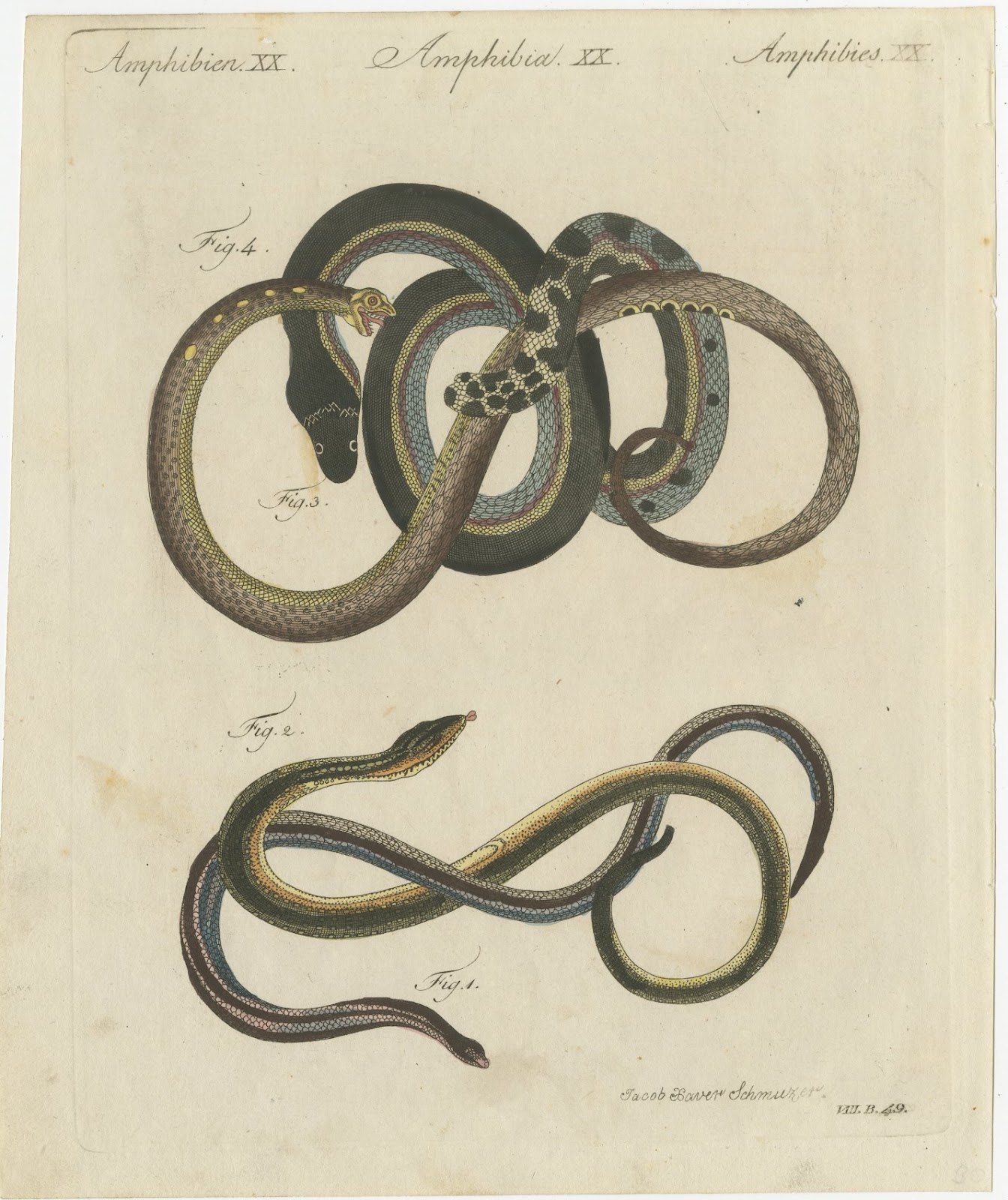 Four Snakes in Colourful Coils, Antique Bertuch Print, Vienna, circa 1805