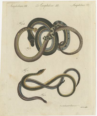 Four Snakes in Colourful Coils, Antique Bertuch Print, Vienna, circa 1805