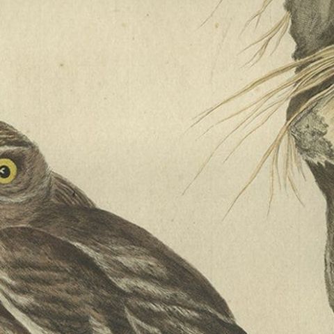 Antique 18th Century Engraving in Old Handcoloring of a Little Owl, 1770, close-up 1