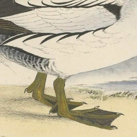 Antique Bird Print of a Duck, C.1840, close-up 2