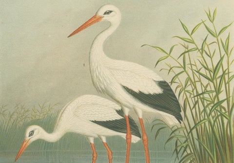 White Storks by the Water’s Edge, Elegant Antique Bird Chromolithograph c.1880, close-up 4