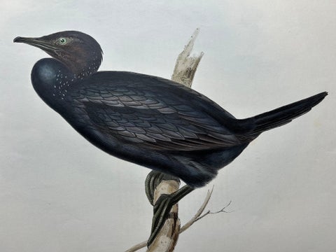 Little Cormorant, Antique Bird Lithograph by John Gould, c.1832, view 2