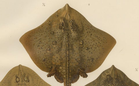 Rare Lithograph of Thornback and Starry Rays from Pisces Scandinaviae, 1895, close-up 5